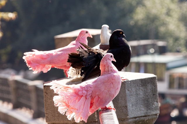 国际合作与 国际合作与