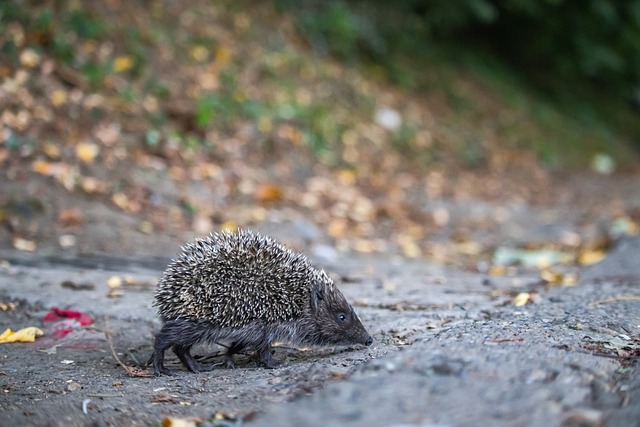 防守球员 防守球员